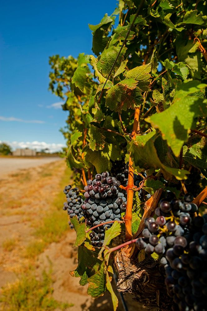 Washington State-Red Mountain Cabernet Sauvignon in Yakima Valley vineyard
